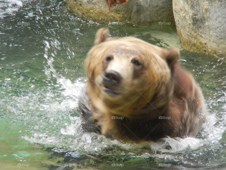 Bear splashing water