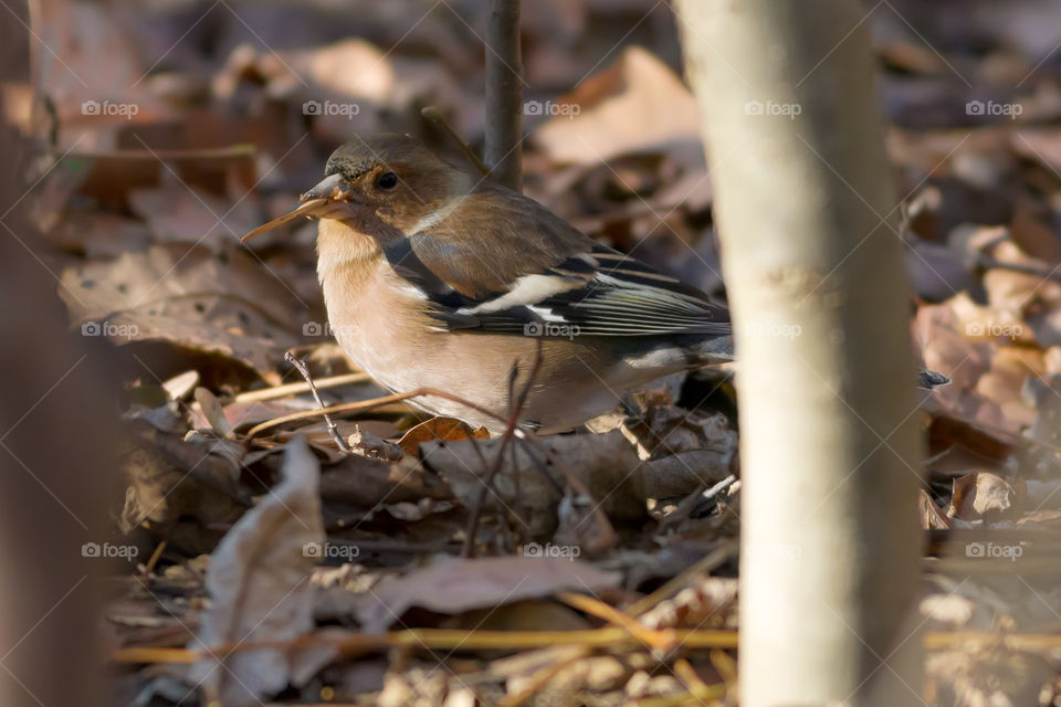 Common chaffinch (Fringilla coelebs) picking up seeds in the forest floor