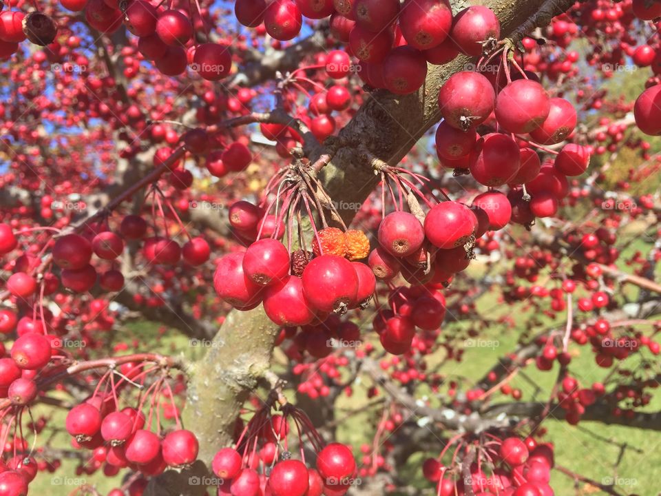 Wild cherry November in Kentucky USA