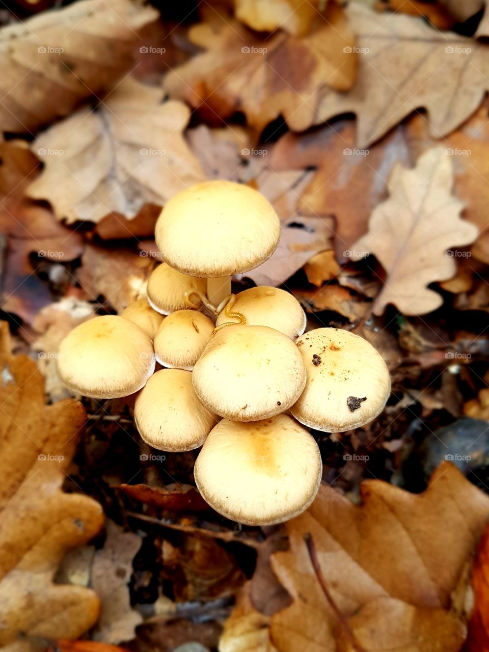 chilopod on a mushroom