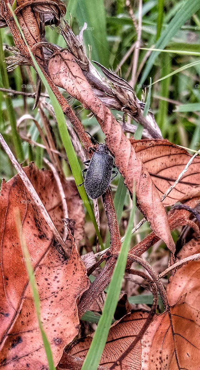 photo of beetles on dry leaves