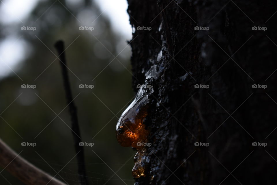 Sticky tree sap on a tree trunk on a rainy day