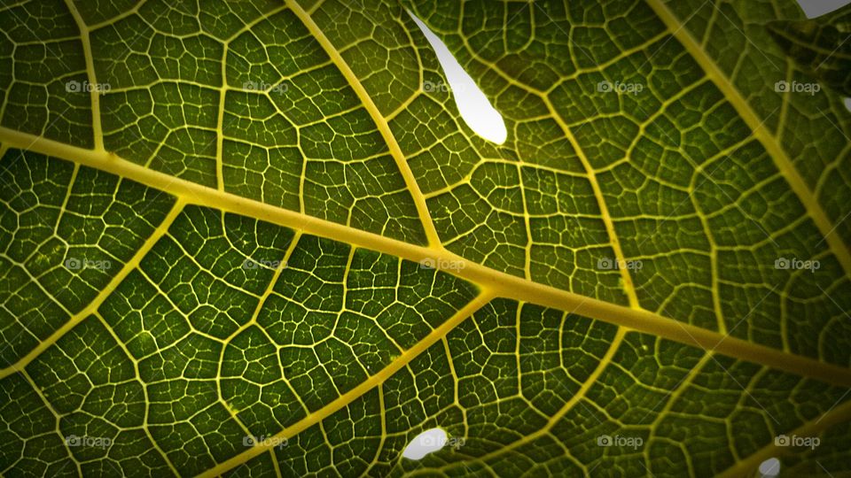 green leaf