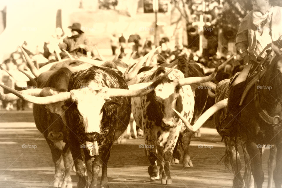 Ft Worth Stockyards. Cattle drive in Ft Worth