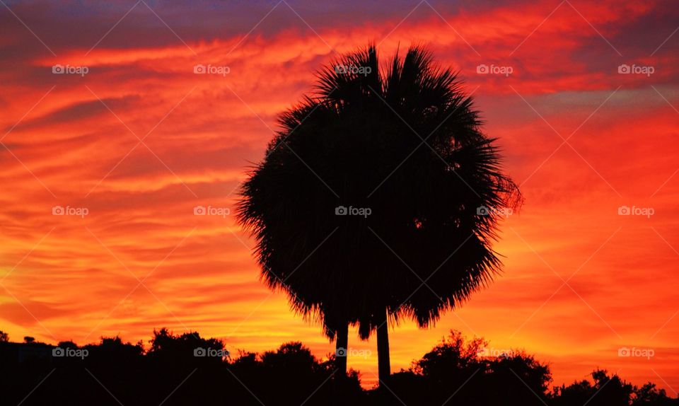 Palm Tree Silhouette