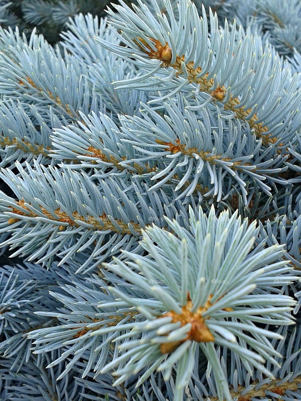 Frosty blue spruce.. A fine color in the gardens.