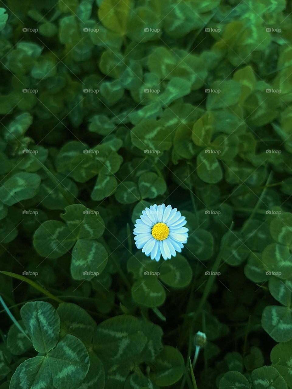 Daisy in Clovers 🌼🍀🍀