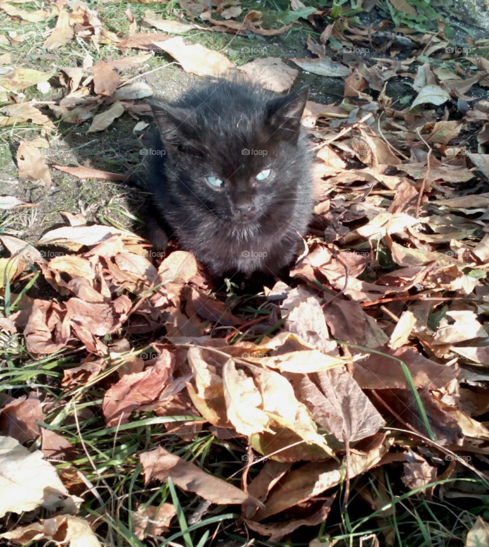 small black kitten on a fallen leaves