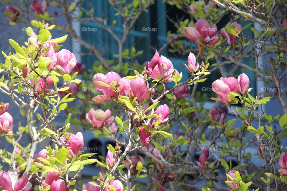 Magnolia blooming 