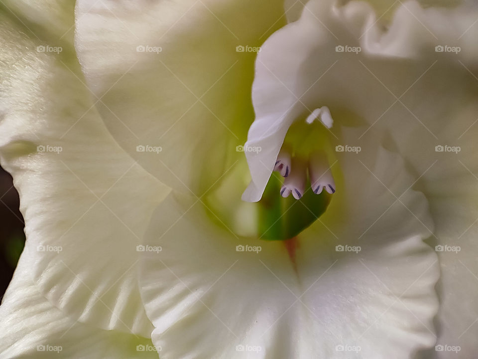 Macro image of a gladiola bloomed flower