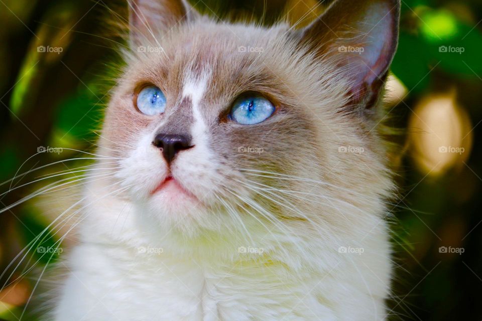 Ragdoll cat with baby blue eyes closeup headshot