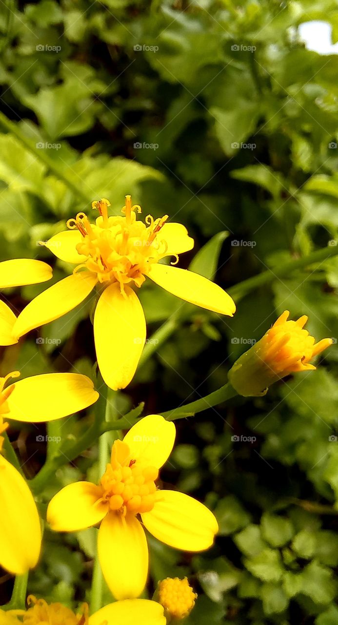 Senecio angulatus