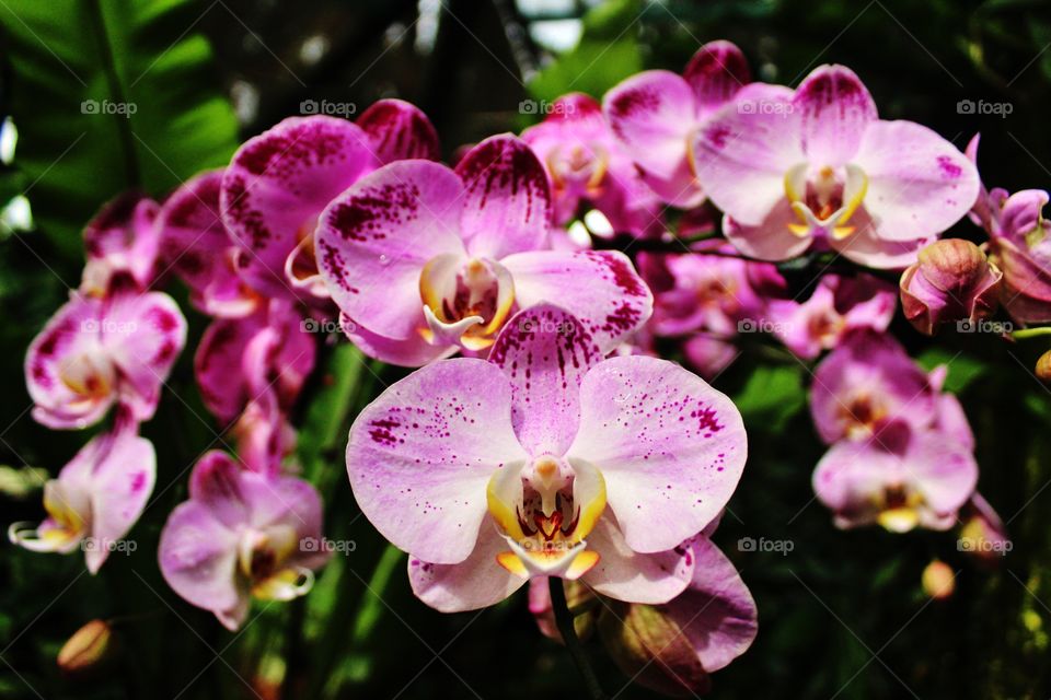 orchid close up