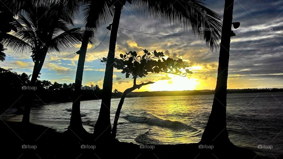 Silhouette palm trees on beach during sunset