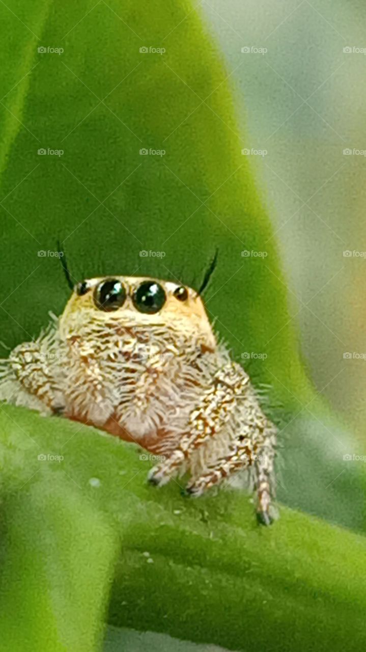 spider in macro