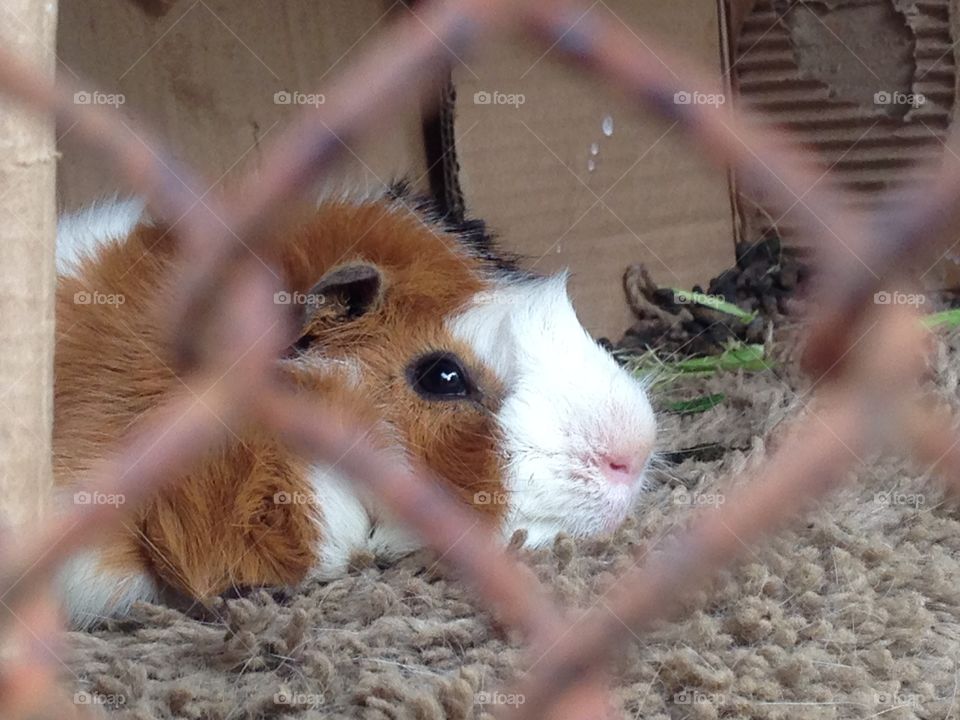 Guinea pig in cage