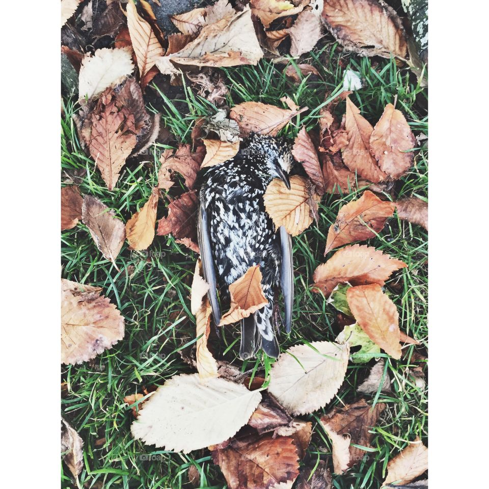 Eternal sleep. A peaceful looking bird in the autumn leafs taking an eternal nap. 