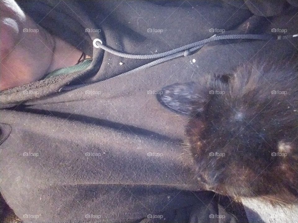 cat chest sleeping sweetshirt blue