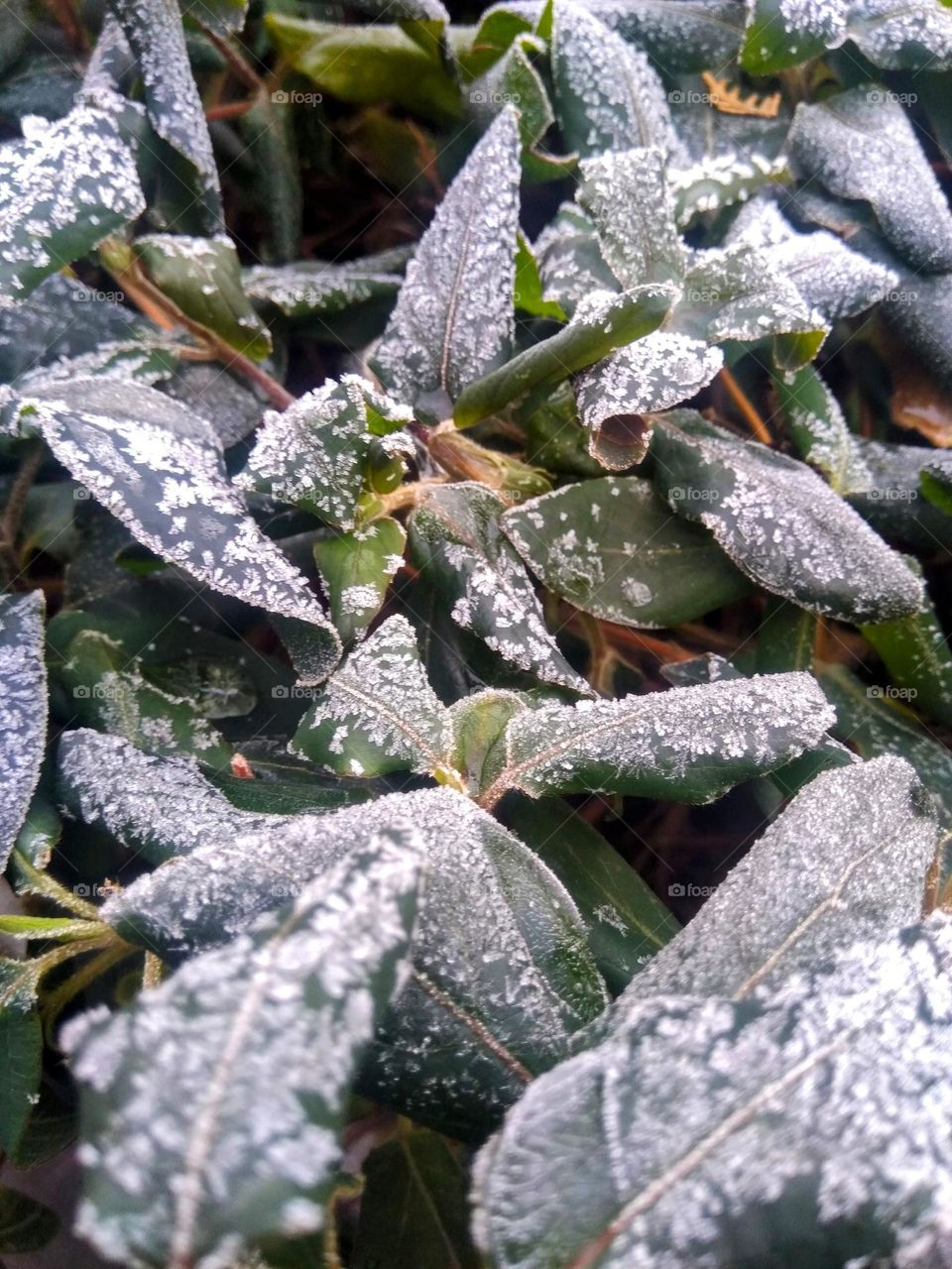 Frozen leaves