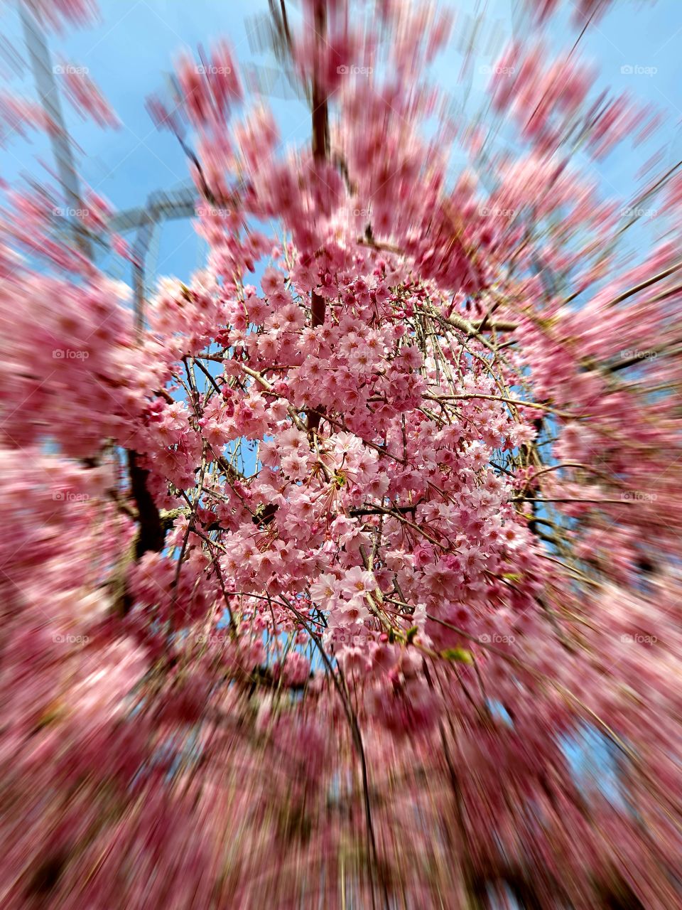 sakura blossom