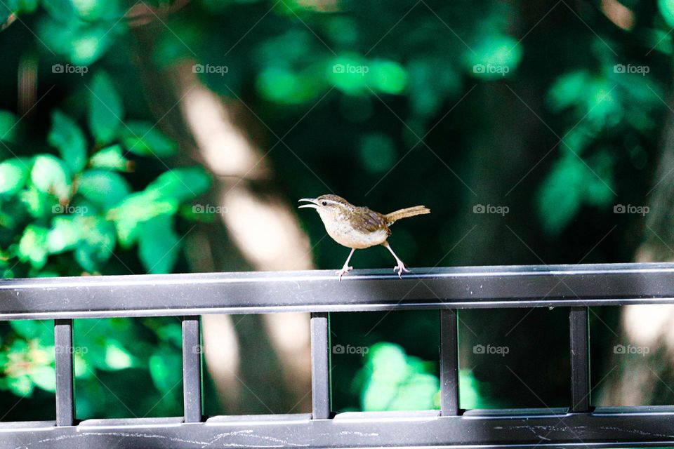 bird on a black fence