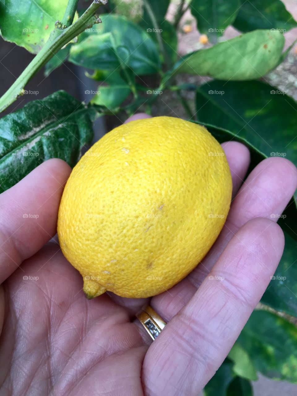 Ripe yellow organic lemon held in hand outdoors in front of lemon tree closeup