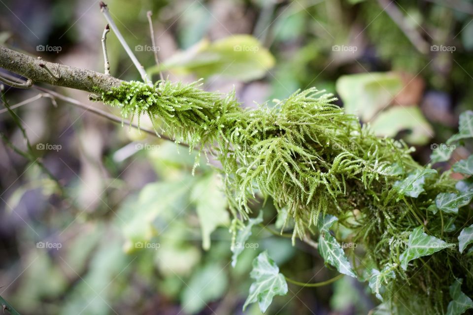 Green feathery moss