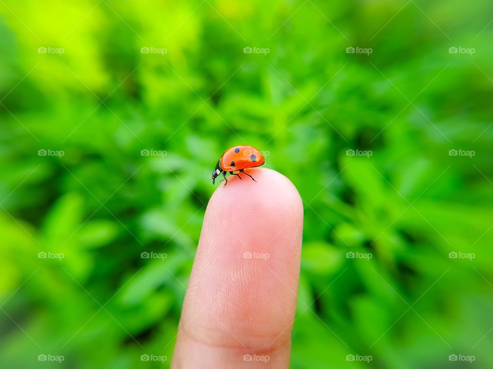 A close Up of ladybug on a man's finger with blurred background