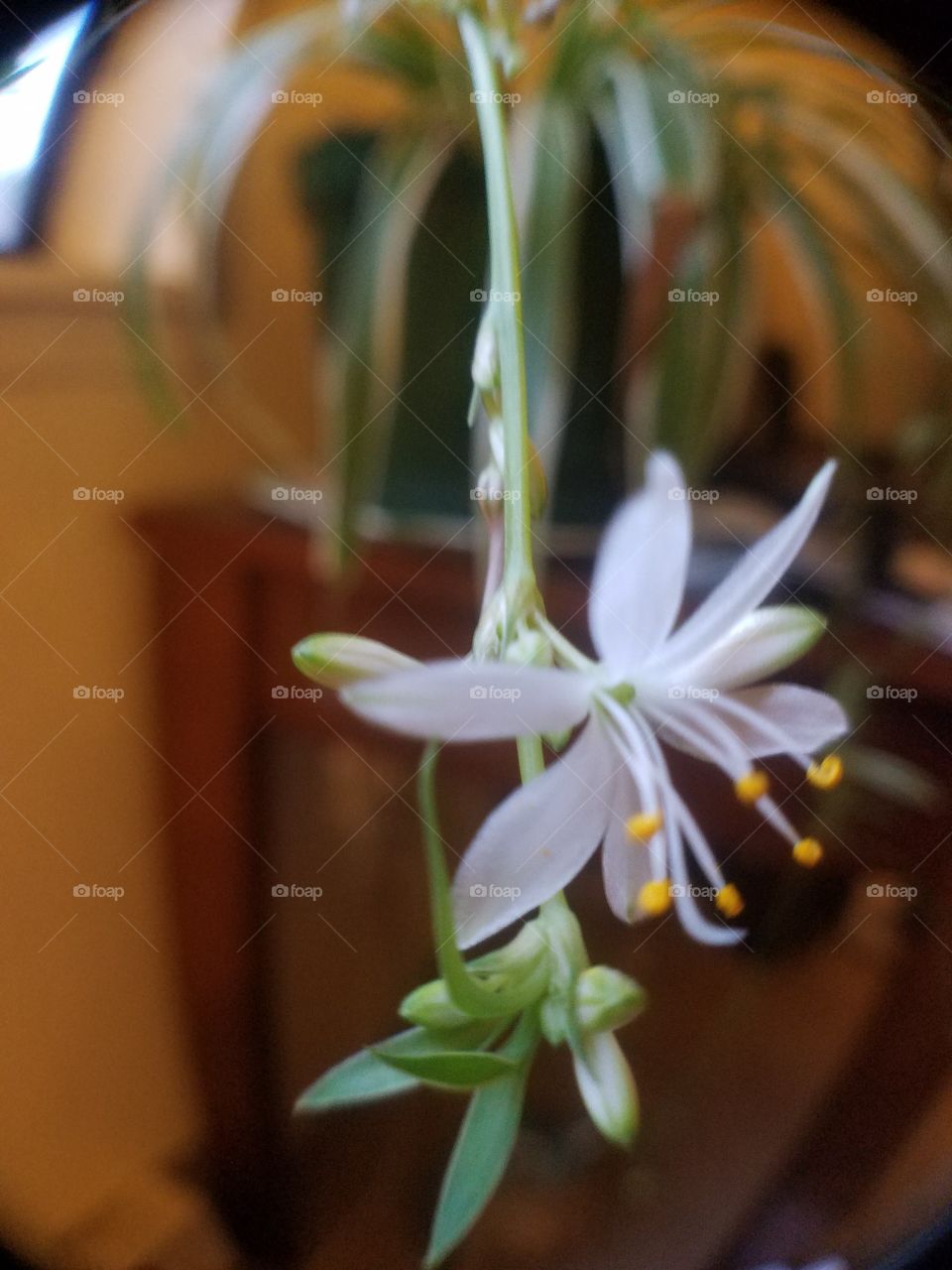 spider plant blooming