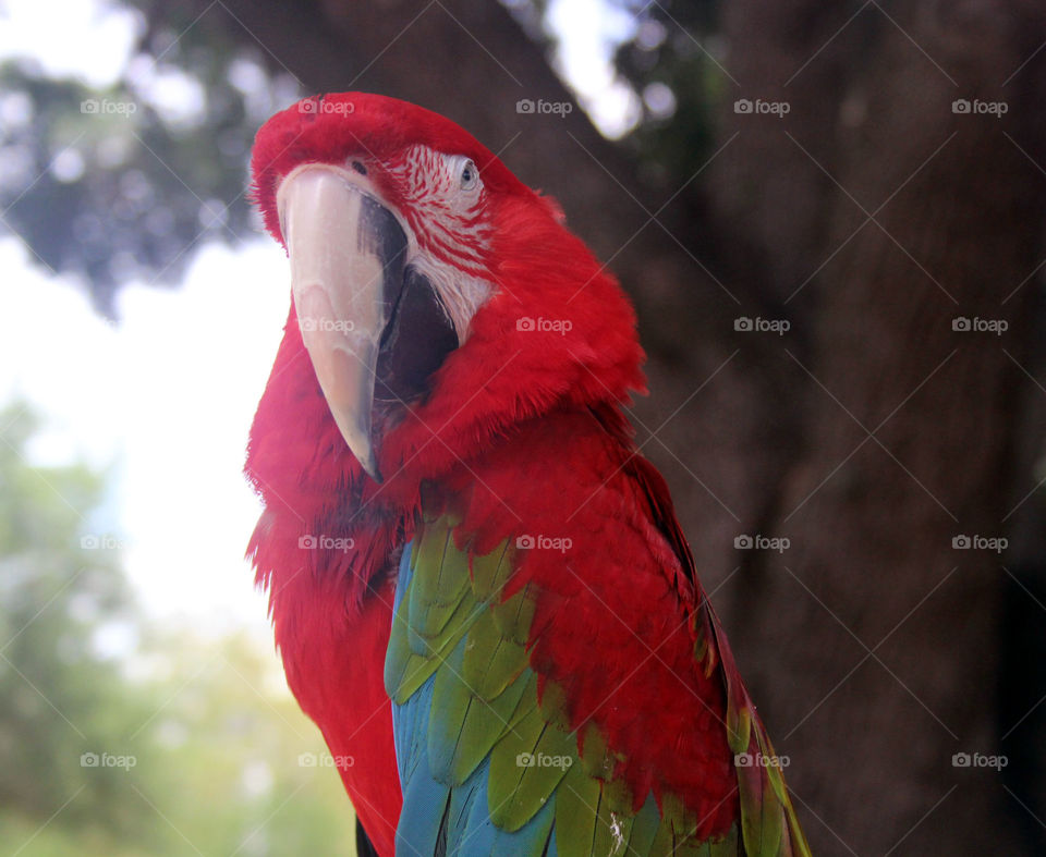 Red parrot
