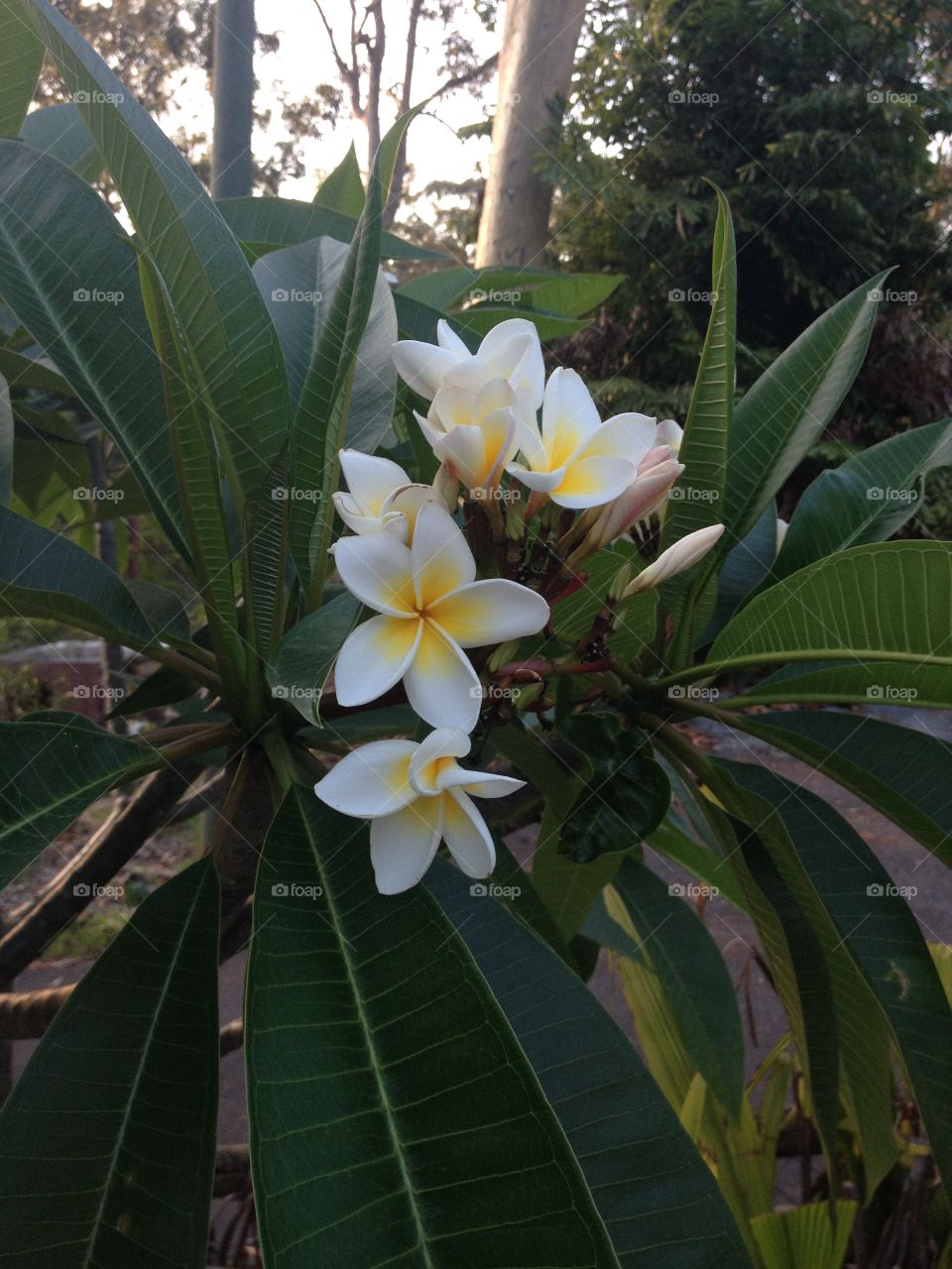 Frangipani tree