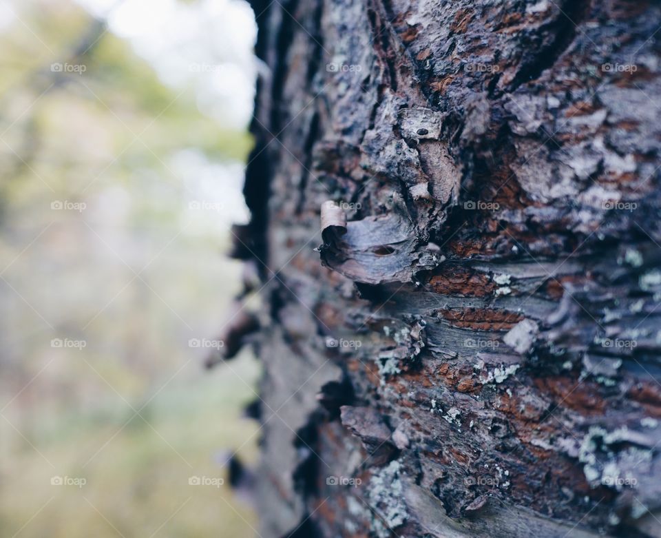 Grey tree  