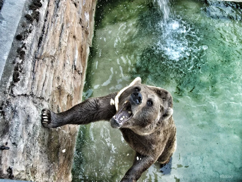 Bear