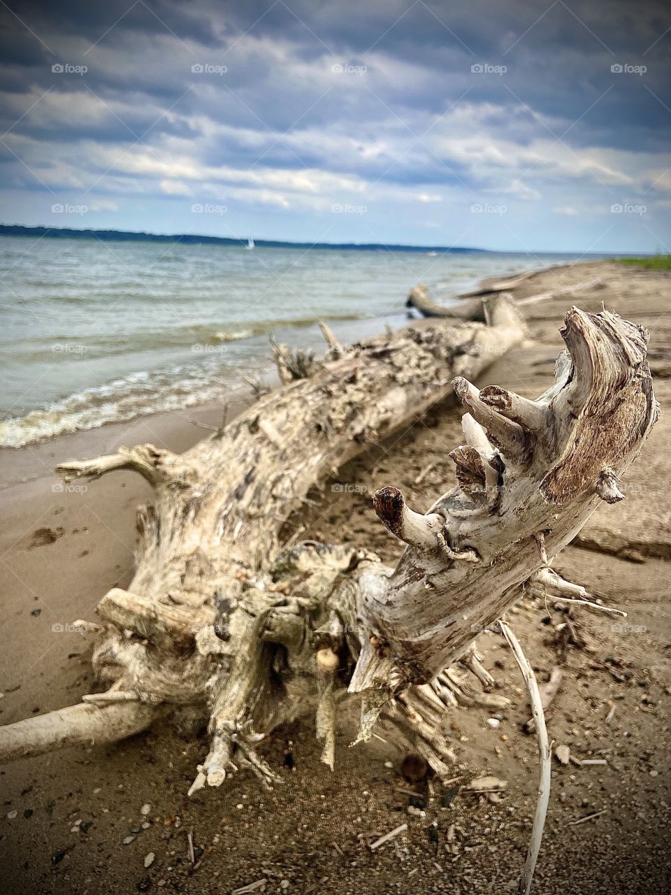 New view of beach wood