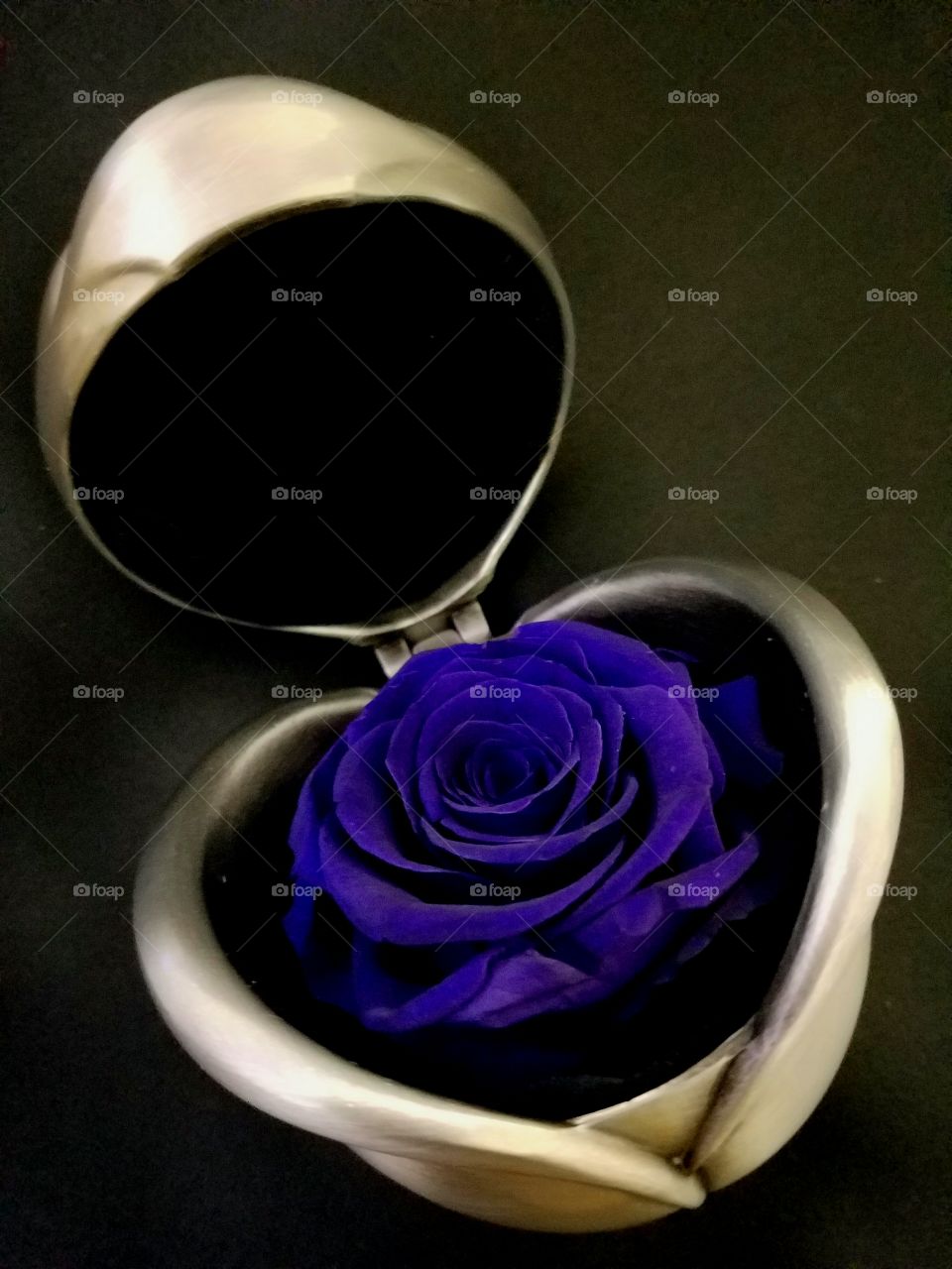Perfectly Purple Rose