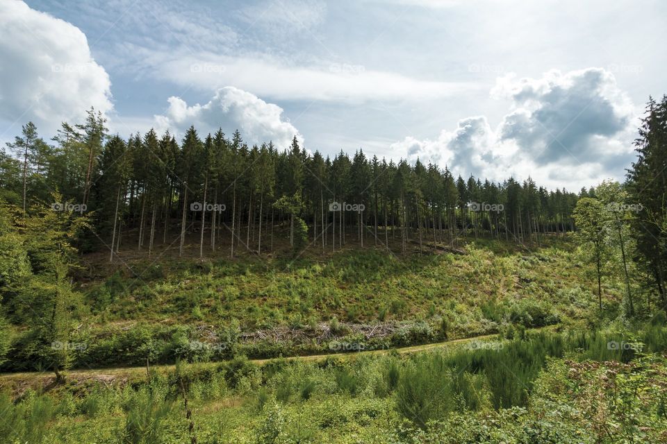 road and a forest mountain with a beautiful sky