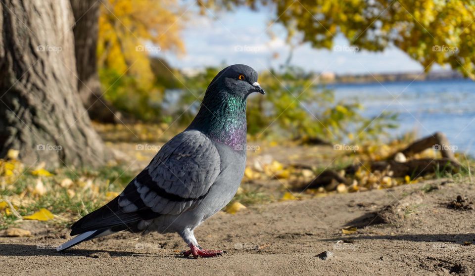 A pigeon 