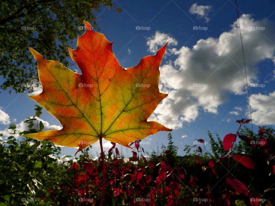 Herbstblatt schöne bunte Farben orange Sonnenschein Himmel Herbst