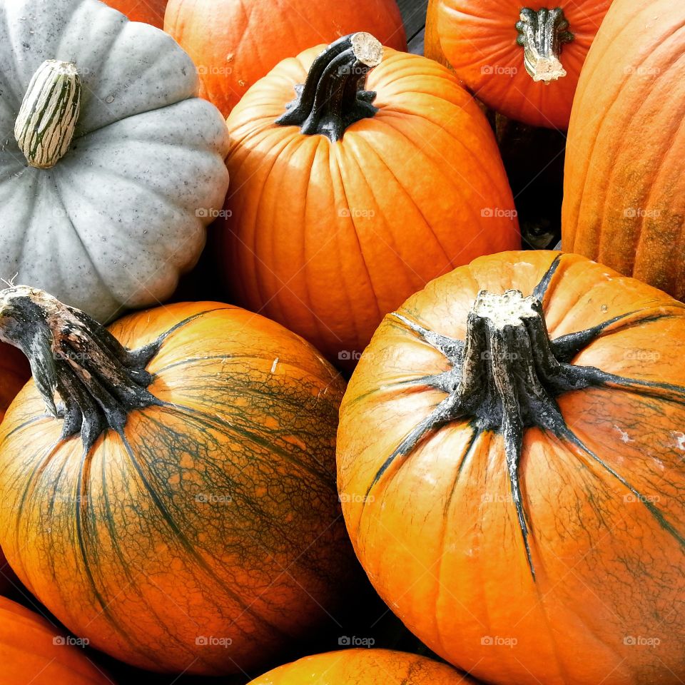 Colorful autumn pumpkins gathered for sale at a local vendor.