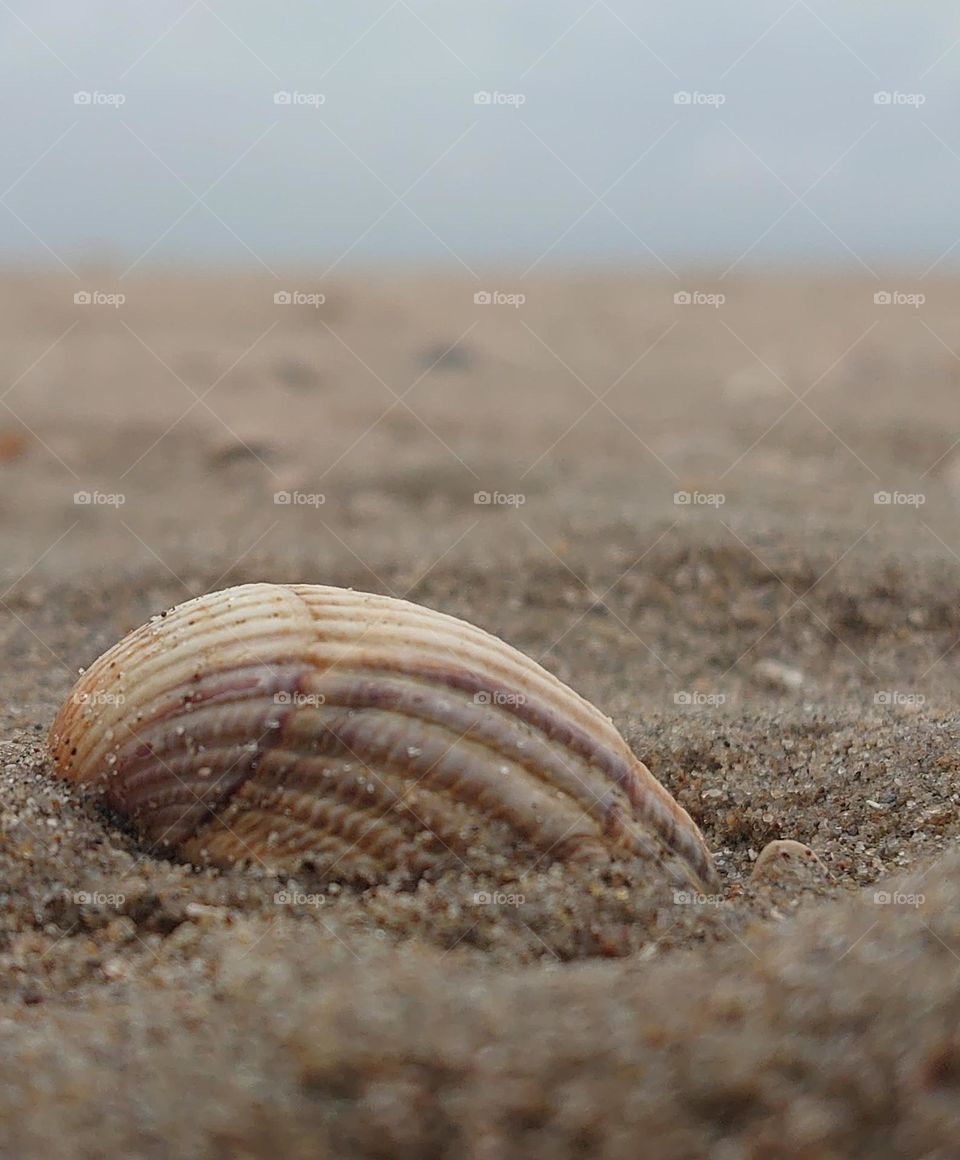 Big shell at the beach