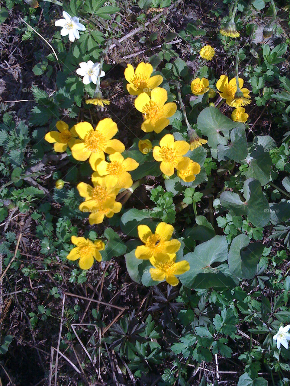 vitsippa kabbleka springflowers by ullevidsdal
