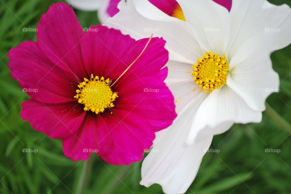 Garden flowers