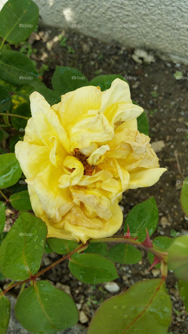 A rose