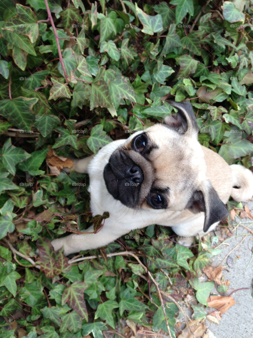 Puppy in the garden