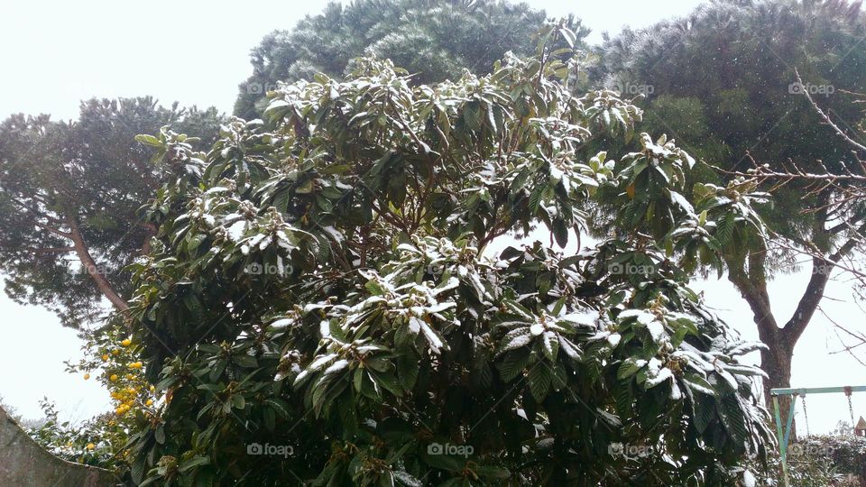 The snow fell on the medlar tree and the pine tree in a garden of the Italian island of Ischia