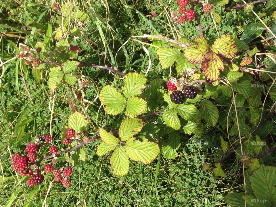 Autumn Blackberries