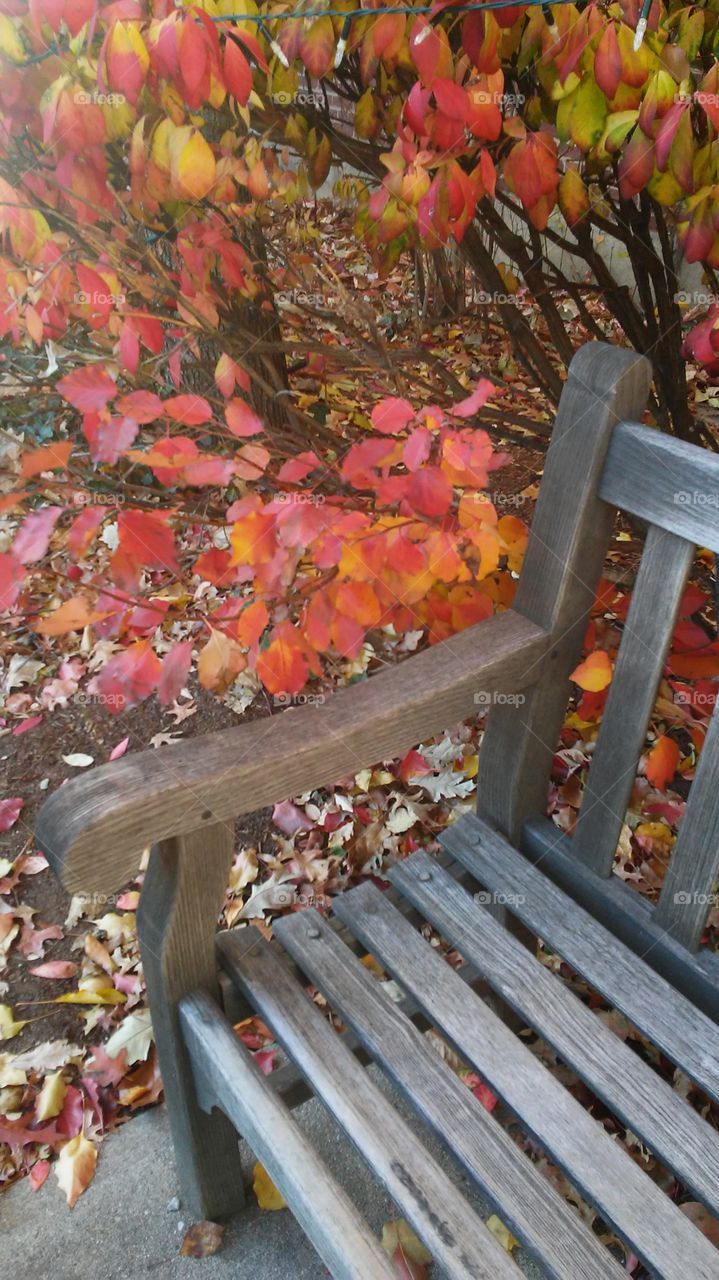 Fall, Leaf, No Person, Season, Tree