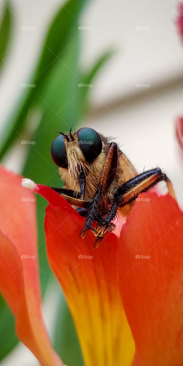 Horsefly bug showing off his legs and eyes while perched upon a flower in a garden.