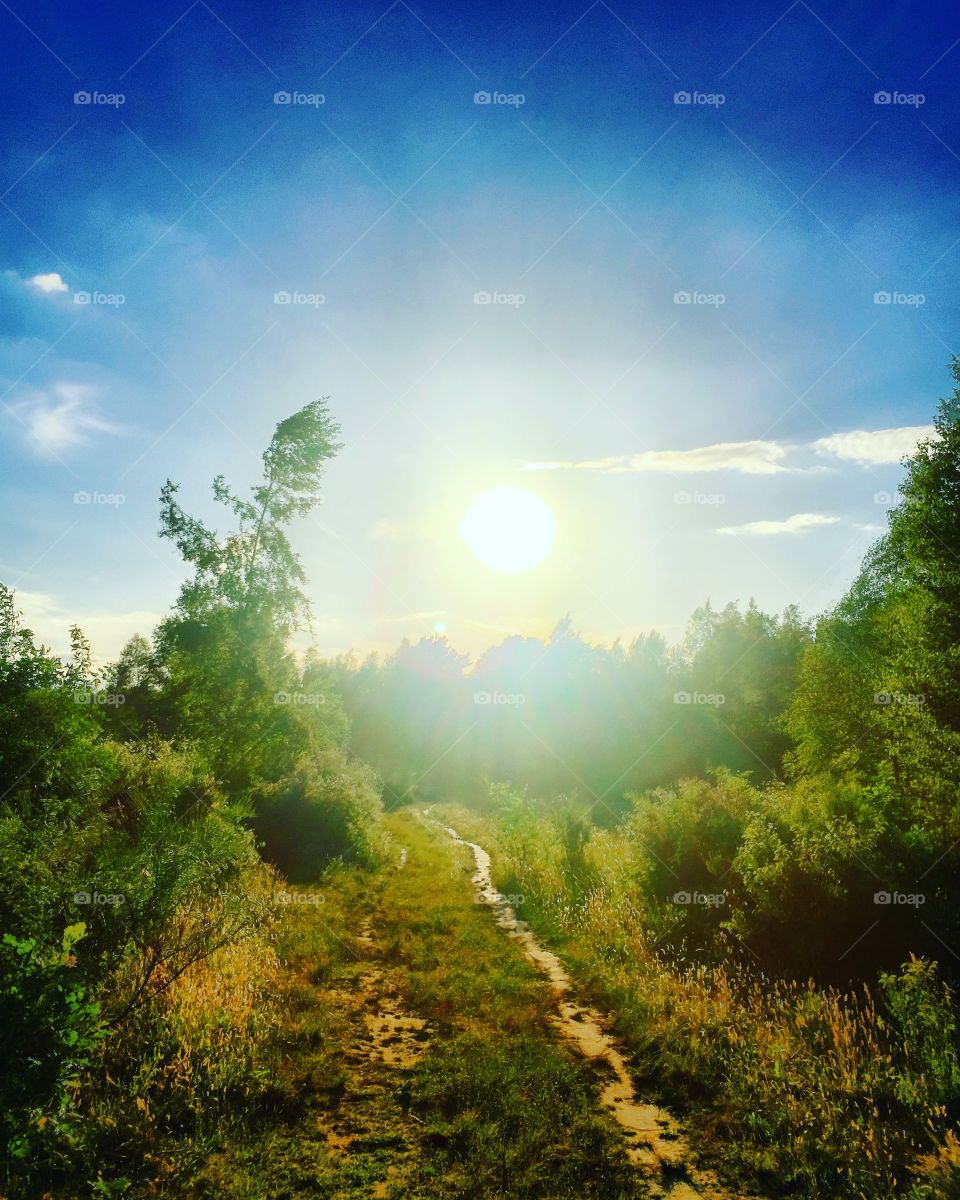 Little sand path I between the trees and the woods going towards a shining sun in a clear blue sky