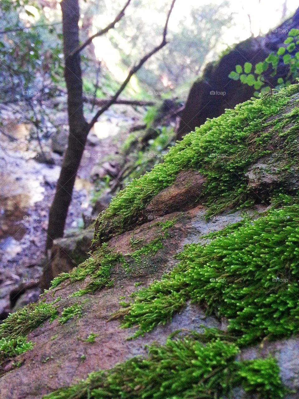 Hypnum cupressiforme